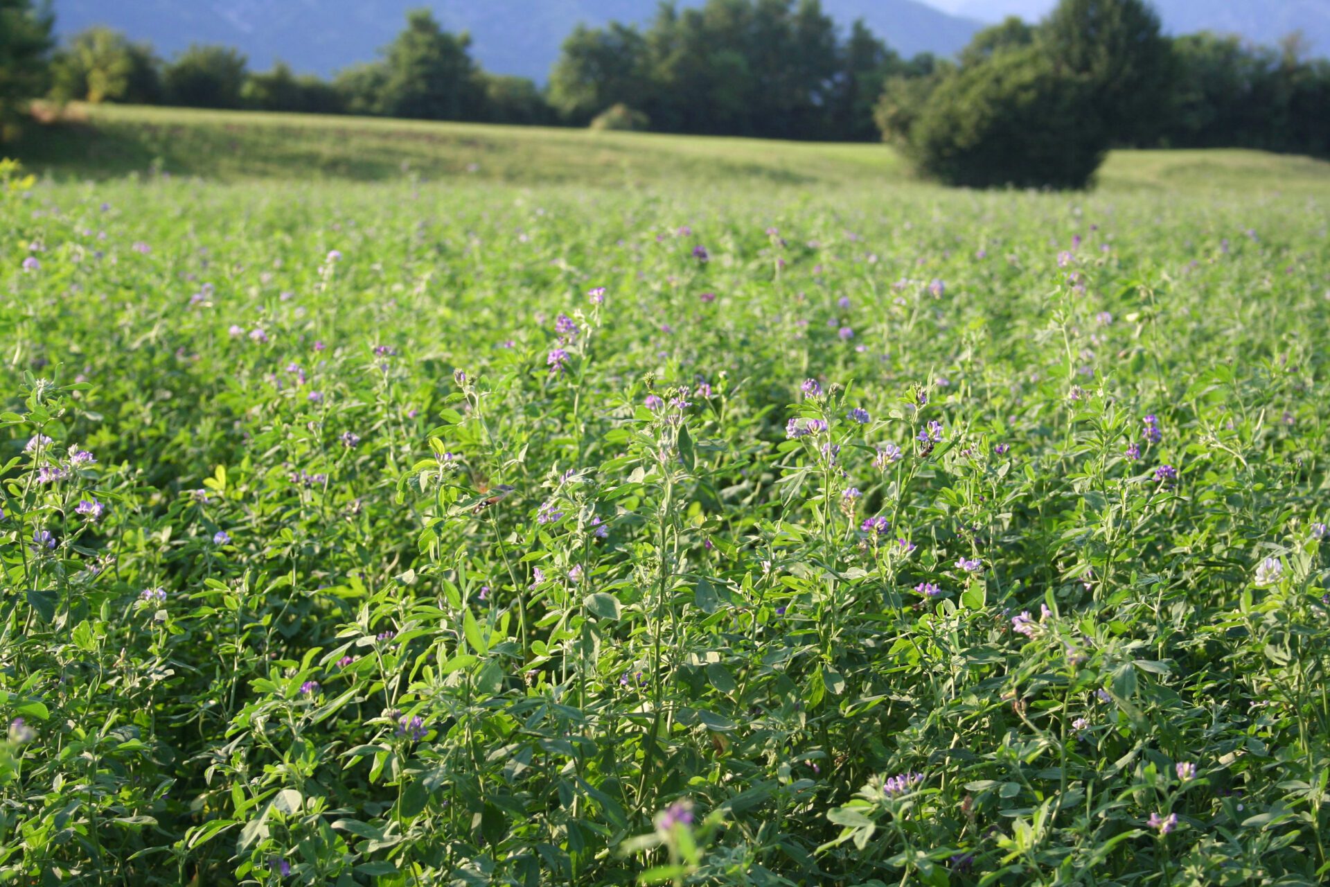 Alfalfa Field