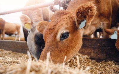Are You Looking for High-Quality Livestock Feed near London, ON